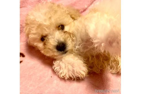 成約済の東京都のミックス犬-176788の17枚目