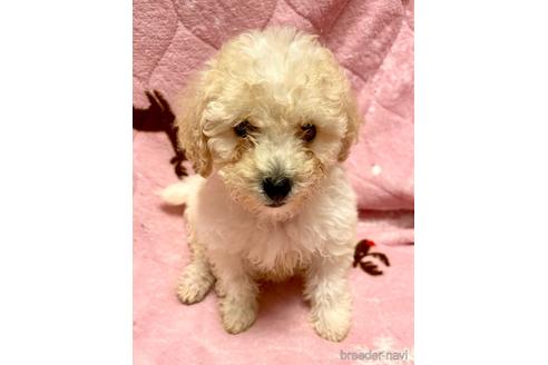 成約済の東京都のミックス犬-176788の16枚目