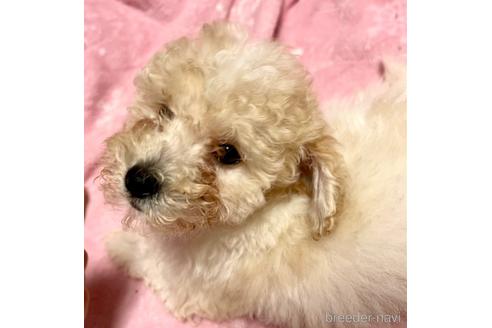 成約済の東京都のミックス犬-176788の15枚目