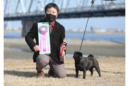 成約済の大分県のパグ-180448の3枚目