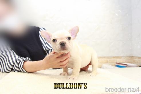 成約済の東京都のフレンチブルドッグ-180451の2枚目