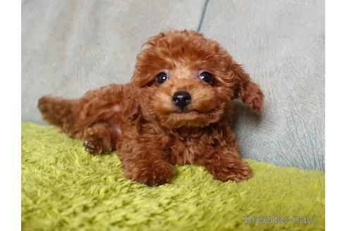 成約済の熊本県のトイプードル-180452の1枚目