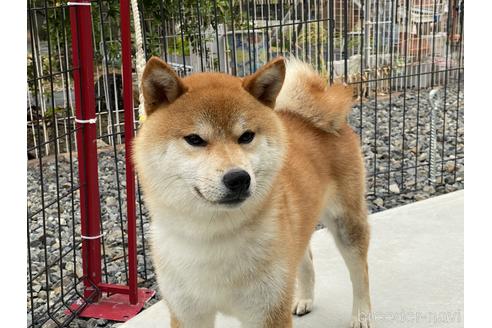 成約済の岡山県の柴犬-180460の1枚目