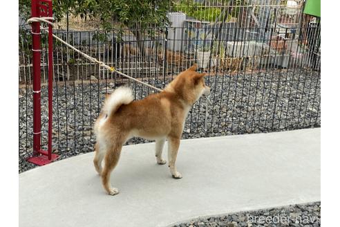 成約済の岡山県の柴犬-180460の5枚目