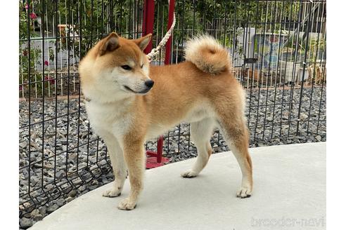 成約済の岡山県の柴犬-180460の3枚目