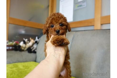 成約済の熊本県のトイプードル-180463の4枚目