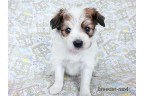 成約済の千葉県のパピヨン-180464の19枚目