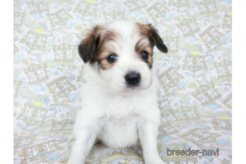 成約済の千葉県のパピヨン-180464の18枚目