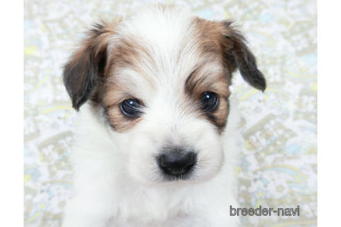 成約済の千葉県のパピヨン-180464の17枚目