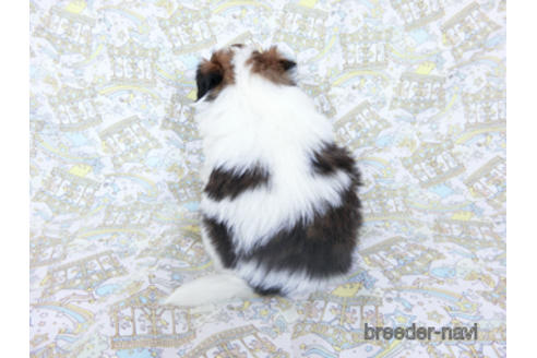 成約済の千葉県のパピヨン-180465の4枚目