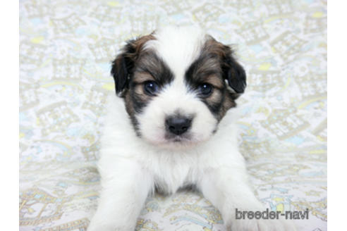 成約済の千葉県のパピヨン-180465の3枚目