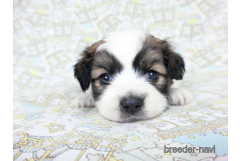 成約済の千葉県のパピヨン-180465の2枚目