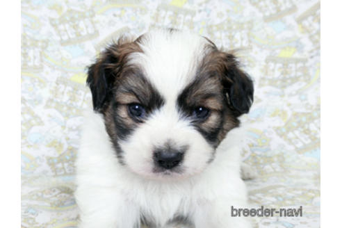 成約済の千葉県のパピヨン-180465の1枚目