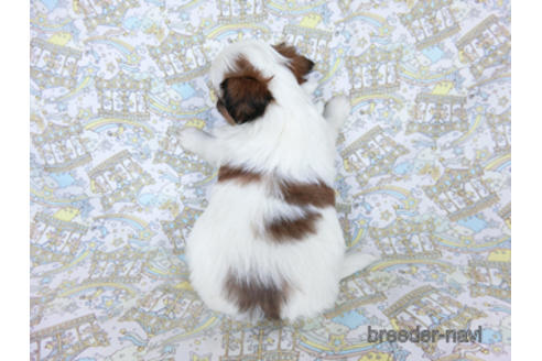 成約済の千葉県のパピヨン-180466の4枚目