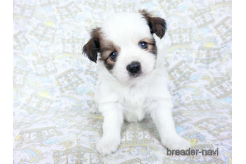 成約済の千葉県のパピヨン-180466の3枚目