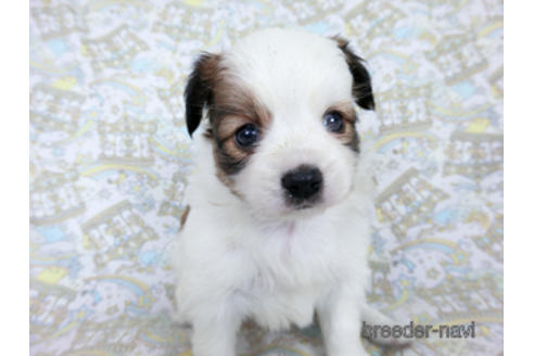 成約済の千葉県のパピヨン-180466の2枚目