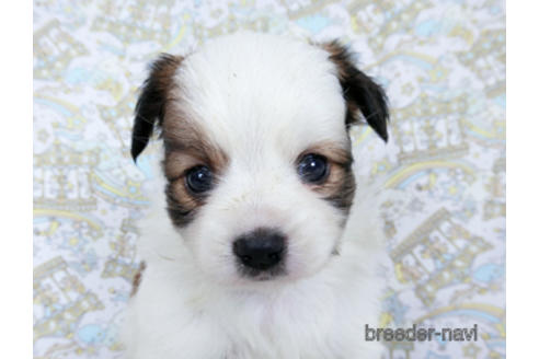 成約済の千葉県のパピヨン-180466