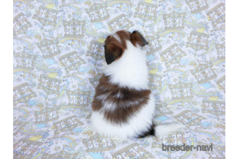 成約済の千葉県のパピヨン-180468の16枚目