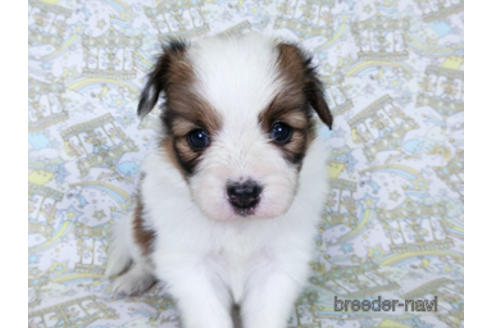 成約済の千葉県のパピヨン-180468の15枚目