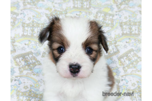 成約済の千葉県のパピヨン-180468の14枚目