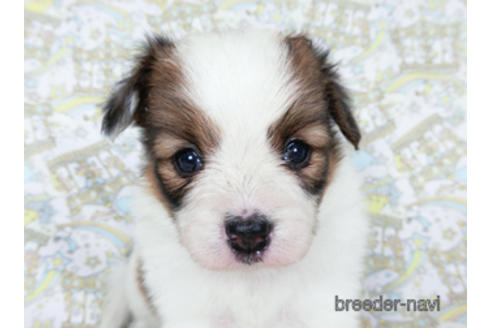 成約済の千葉県のパピヨン-180468の13枚目