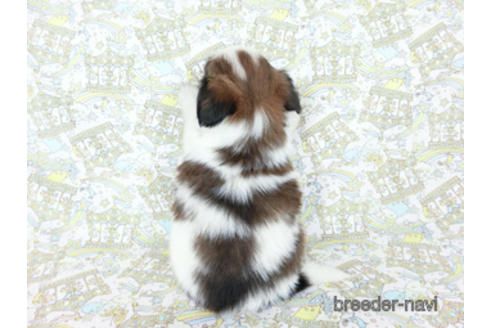 成約済の千葉県のパピヨン-180469の4枚目