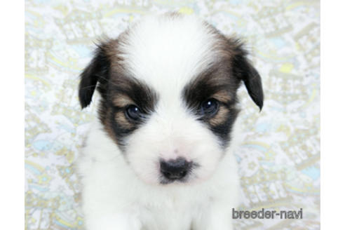 成約済の千葉県のパピヨン-180469