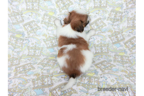 成約済の千葉県のパピヨン-180471の20枚目