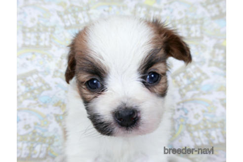 成約済の千葉県のパピヨン-180471の19枚目