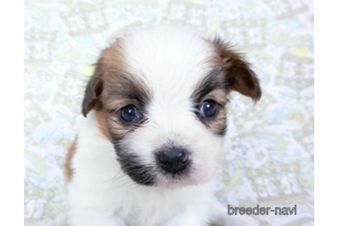 成約済の千葉県のパピヨン-180471の18枚目