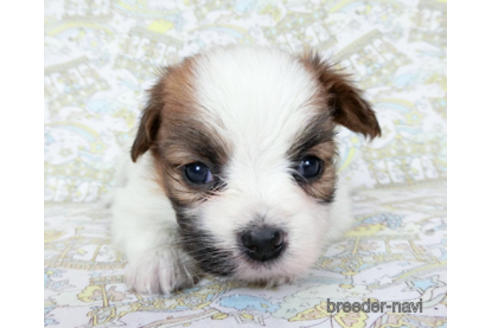 成約済の千葉県のパピヨン-180471の17枚目