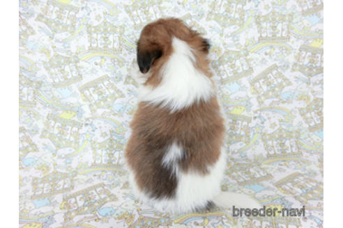 成約済の千葉県のパピヨン-180473の8枚目