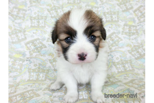 成約済の千葉県のパピヨン-180473の7枚目