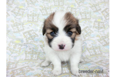 成約済の千葉県のパピヨン-180473の6枚目