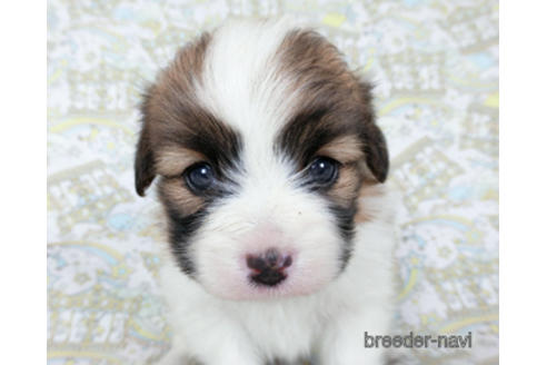 成約済の千葉県のパピヨン-180473の5枚目