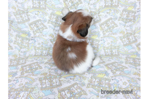 成約済の千葉県のパピヨン-180474の16枚目