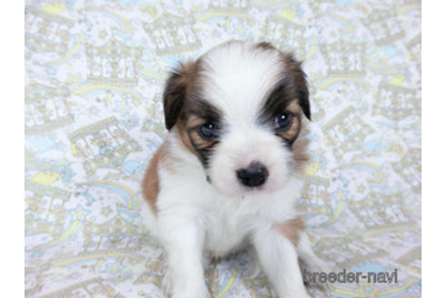 成約済の千葉県のパピヨン-180474の15枚目