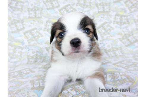 成約済の千葉県のパピヨン-180474の14枚目