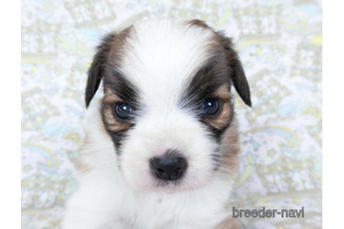 成約済の千葉県のパピヨン-180474の13枚目