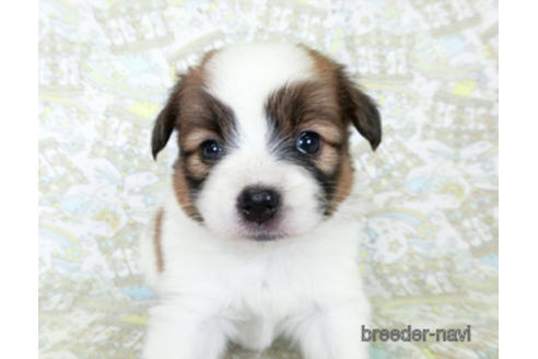 成約済の千葉県のパピヨン-180476の19枚目