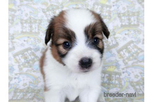 成約済の千葉県のパピヨン-180476の18枚目