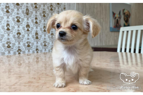 成約済の愛知県のチワックス:チワワ×ミニチュアダックスフンド-180479の4枚目