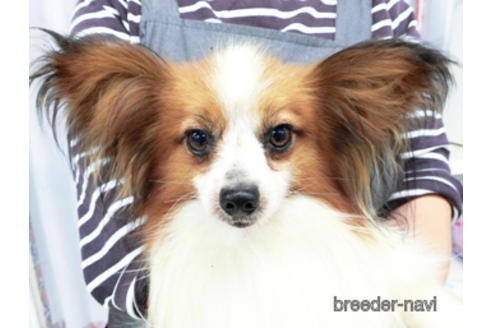 成約済の千葉県のパピヨン-180480の2枚目