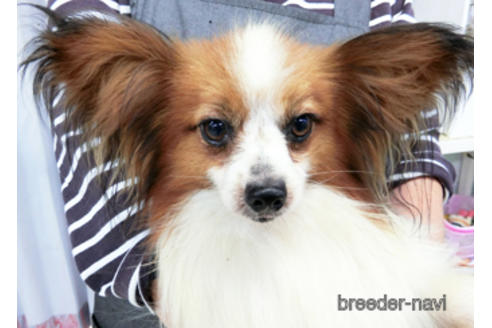 成約済の千葉県のパピヨン-180480の1枚目