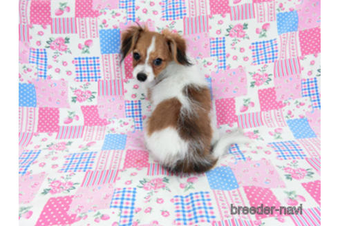 成約済の千葉県のパピヨン-180485の12枚目