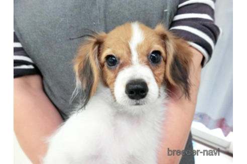 成約済の千葉県のパピヨン-180485の10枚目