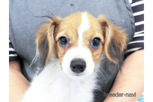 成約済の千葉県のパピヨン-180485の9枚目