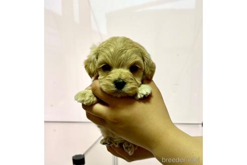 成約済の山形県のマルプー:マルチーズ×トイプードル-180513