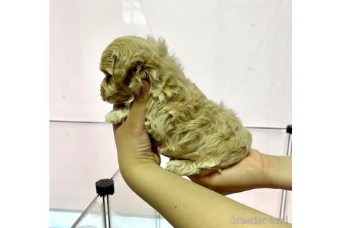 成約済の山形県のマルプー:マルチーズ×トイプードル-180513の3枚目