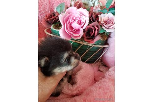 成約済の茨城県のポメラニアン-180060の4枚目